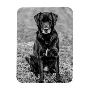 Cute Labrador Black Dog Puppy Pet Magneet