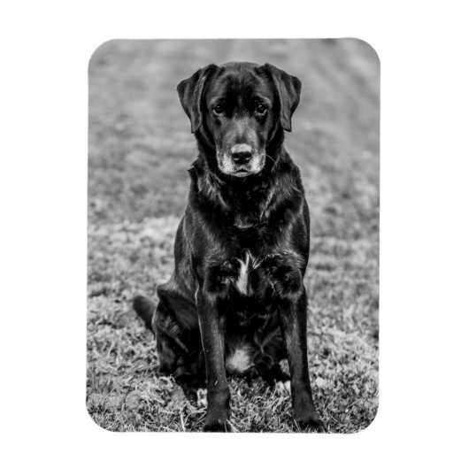 Cute Labrador Black Dog Puppy Pet Magneet (Verticaal)