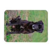Cute Labrador Black Dog Puppy Pet Magneet (Horizontaal)