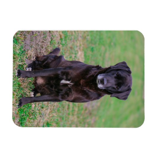 Cute Labrador Black Dog Puppy Pet Magneet (Horizontaal)