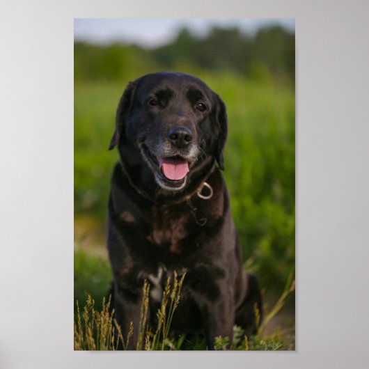 Cute Labrador Black Dog Puppy Pet Poster (Voorkant)