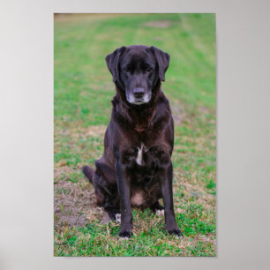 Cute Labrador Black Dog Puppy Pet Poster