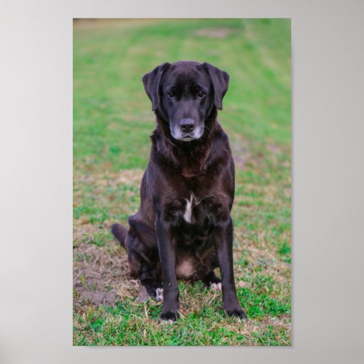 Cute Labrador Black Dog Puppy Pet Poster (Voorkant)