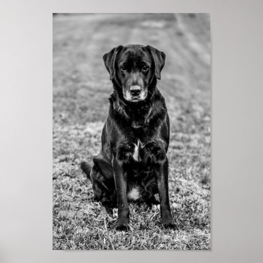 Cute Labrador Black Dog Puppy Pet Poster (Voorkant)
