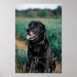 Cute Labrador Black Dog Puppy Poster