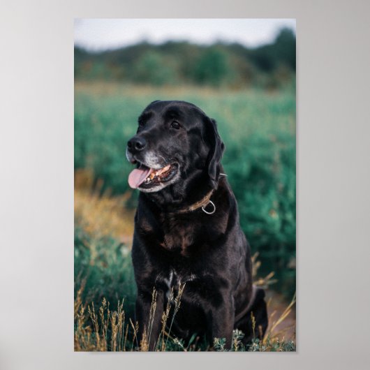 Cute Labrador Black Dog Puppy Poster (Voorkant)