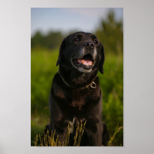 Cute Labrador Black Dog Puppy Poster (Voorkant)