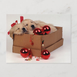 Cute Labrador-puppies met x-mas bubbels Briefkaart