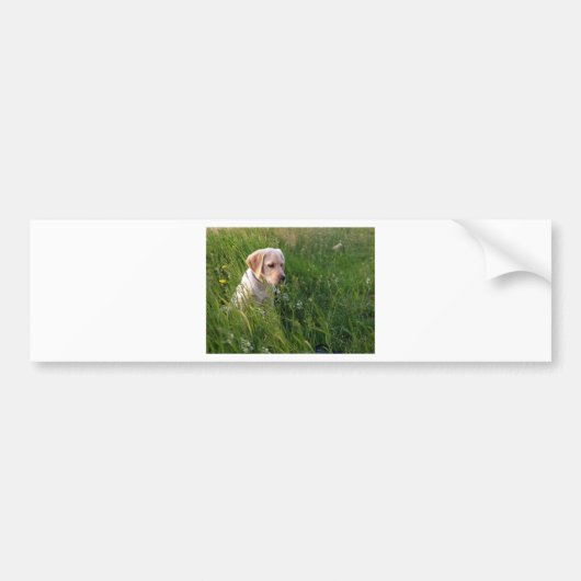 Cute Labrador Puppy in Grass Bumpersticker (Voorkant)
