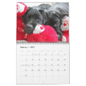 Cute Labradors - Black Labrador Retriever Dog Kalender (Feb 2027)