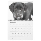 Cute Labradors - Black Labrador Retriever Dog Kalender (Jan 2027)