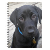 Cute labs notitieboek (Voorkant)