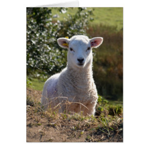 Cute Lamb-fotokaart