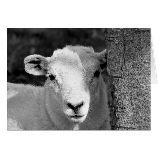 CUTE LAMB-kaart (Voorkant Horizontaal)