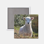 Cute Lamb Magnet (Voorkant / Achterkant)