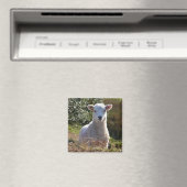 Cute Lamb Magnet (Insitu (Vaatwasser))
