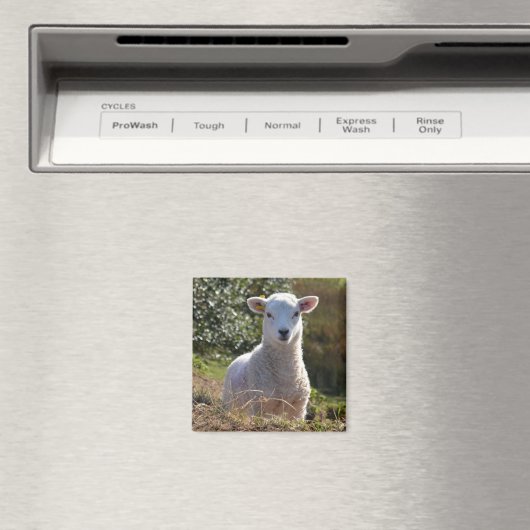Cute Lamb Magnet (Insitu (Vaatwasser))