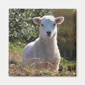 Cute Lamb Magnet (Voorkant)