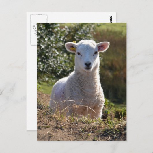 Cute Lamb Photo Briefkaart (Voorkant / Achterkant)