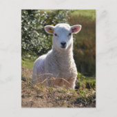 Cute Lamb Photo Briefkaart (Voorkant)