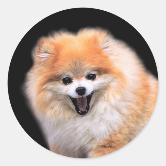 Cute Laughing Pomeranian Dog Ronde Sticker (Voorkant)