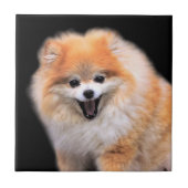 Cute Laughing Pomeranian Dog Tegeltje (Voorkant)