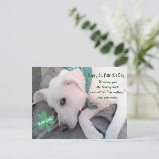 Cute Lazy White Dog met Green Scarf Shamrock P Briefkaart (Staand voorkant)