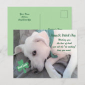 Cute Lazy White Dog met Green Scarf Shamrock P Briefkaart (Voorkant / Achterkant)