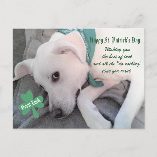 Cute Lazy White Dog met Green Scarf Shamrock P Briefkaart (Voorkant)
