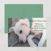 Cute Lazy White Dog Wearing Green Scarf Briefkaart (Voorkant / Achterkant)