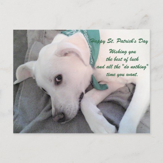Cute Lazy White Dog Wearing Green Scarf Briefkaart (Voorkant)
