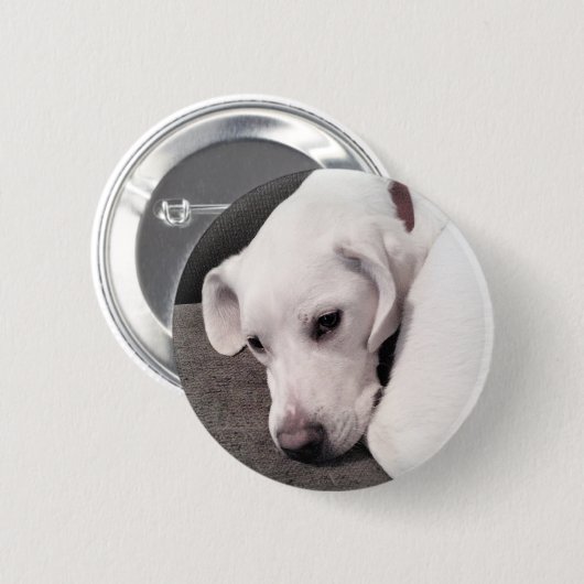 Cute Lazy White Labrador Retriever Mix Dog Button (Voorkant /achterkant)
