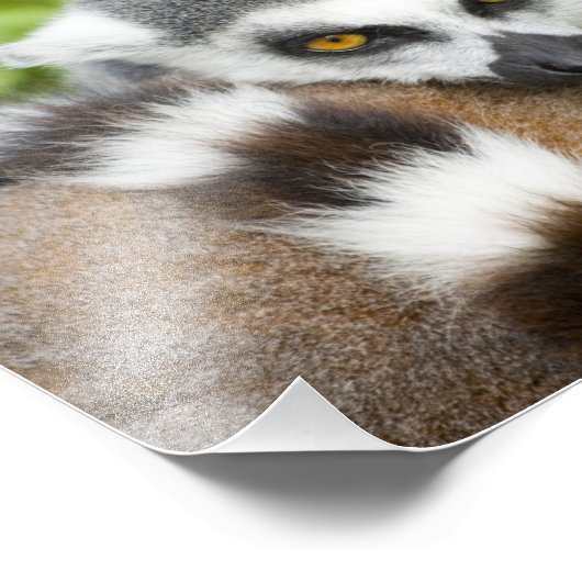 Cute Lemur Stripey Tail Foto Afdruk (Hoek)