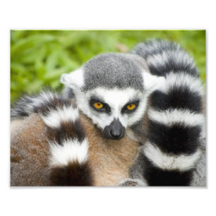Cute Lemur Stripey Tail Foto Afdruk