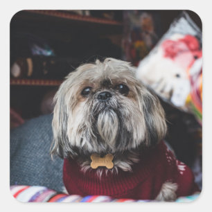 Cute lhasa apso puppy met kerstmis b vierkante sticker