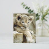 Cute Lion Cub Briefkaart (Staand voorkant)