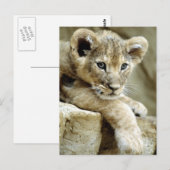Cute Lion Cub Briefkaart (Voorkant / Achterkant)