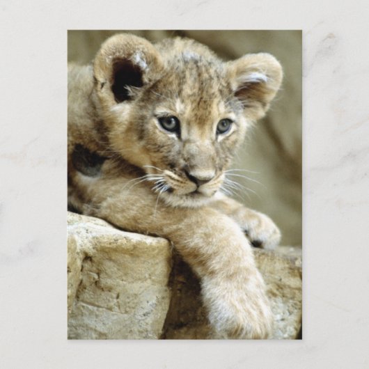 Cute Lion Cub Briefkaart (Voorkant)