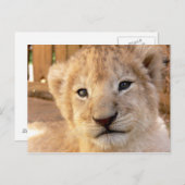 Cute Lion Cub Briefkaart (Voorkant / Achterkant)