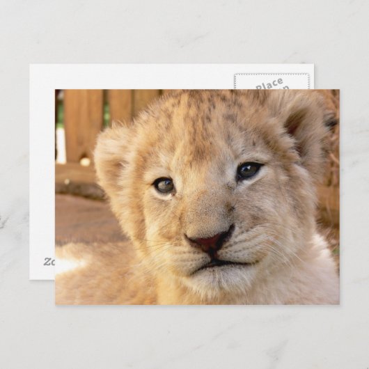 Cute Lion Cub Briefkaart (Voorkant / Achterkant)