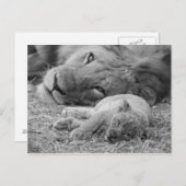 Cute Lion Cub Resting with Father Briefkaart (Voorkant / Achterkant)