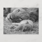 Cute Lion Cub Resting with Father Briefkaart (Voorkant)
