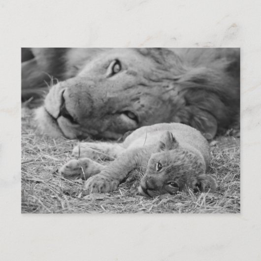 Cute Lion Cub Resting with Father Briefkaart (Voorkant)