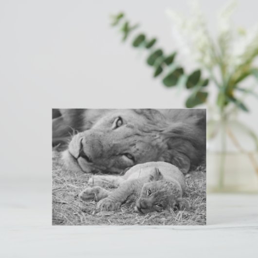 Cute Lion Cub Resting with Father Briefkaart (Staand voorkant)