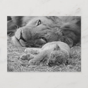 Cute Lion Cub Resting with Father Briefkaart