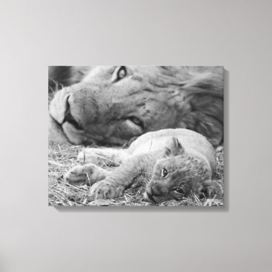 Cute Lion Cub Resting with Father Canvas Afdruk (Voorkant)
