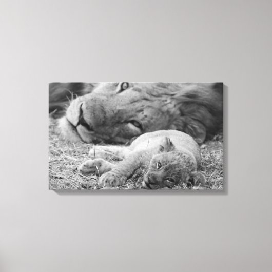 Cute Lion Cub Resting with Father Canvas Afdruk (Voorkant)