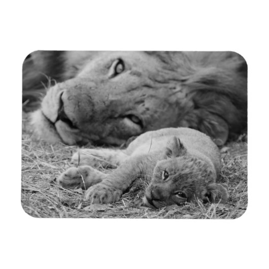 Cute Lion Cub Resting with Father Magneet (Horizontaal)