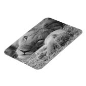 Cute Lion Cub Resting with Father Magneet (Linkerzijde)