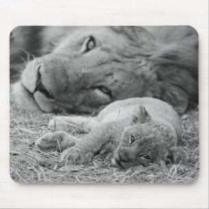 Cute Lion Cub Resting with Father Muismat